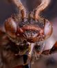 Nomada flavoguttata